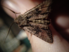 Ichneutica mutans