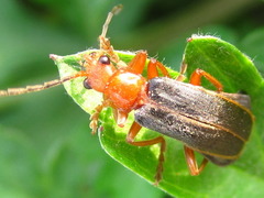 Cantharis soeulensis