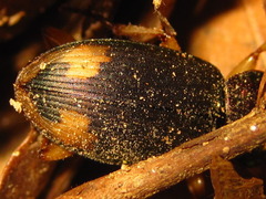 Chlaenius virgulifer
