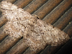 Hypomecis punctinalis