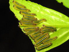 Apareophora forsythiae