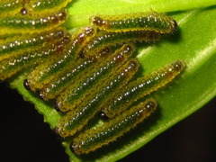 Apareophora forsythiae