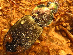 Chlaenius virgulifer