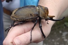 Megasoma elephas elephas