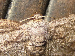 Hypomecis punctinalis