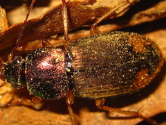 Chlaenius virgulifer