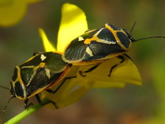 Eurydema gebleri