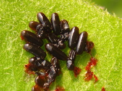 Paropsides soriculata