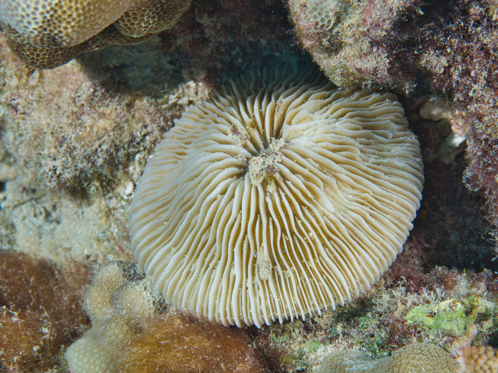 Pleuractis granulosa