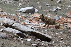 Canis lupus filchneri