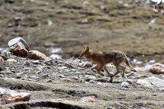 Canis lupus filchneri