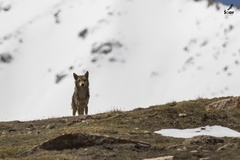 Canis lupus filchneri