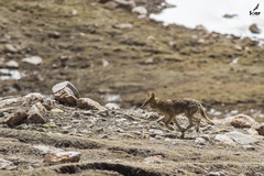 Canis lupus filchneri
