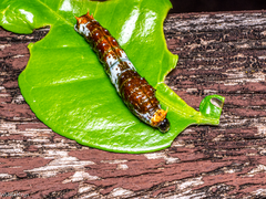 Papilio fuscus capaneus
