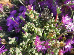 Drosanthemum quadratum