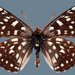 Euphydryas colon nevadensis - Photo (c) Todd Stout, some rights reserved (CC BY-NC), uploaded by Todd Stout