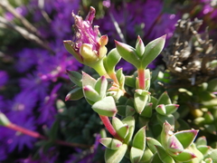 Drosanthemum quadratum