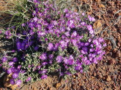 Drosanthemum quadratum