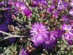 Drosanthemum quadratum