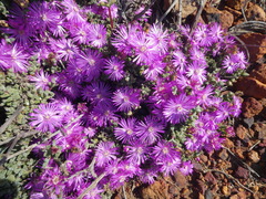 Drosanthemum quadratum