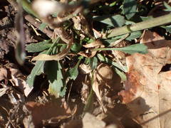 Lepidium graminifolium