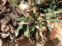 Lepidium graminifolium