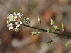 Lepidium graminifolium