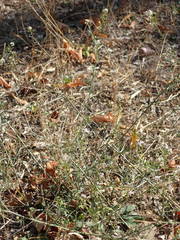Lepidium graminifolium
