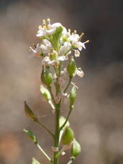 Lepidium graminifolium