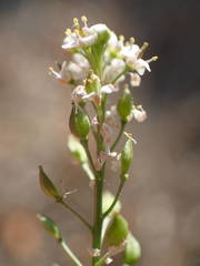Lepidium graminifolium
