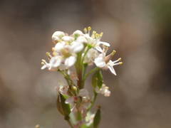Lepidium graminifolium