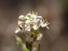 Lepidium graminifolium