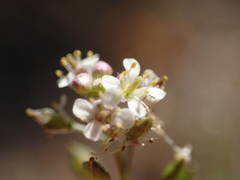 Lepidium graminifolium