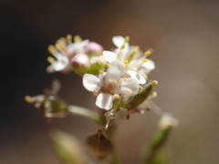 Lepidium graminifolium