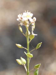 Lepidium graminifolium