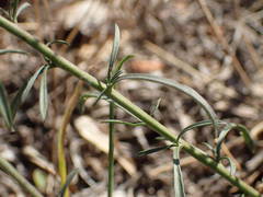 Lepidium graminifolium