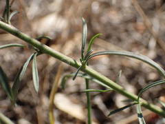 Lepidium graminifolium