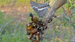 Charaxes saturnus