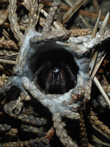 California Turret Spider photo 5