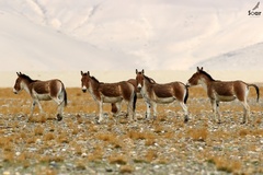 Equus kiang