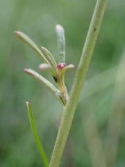 Lepidium graminifolium