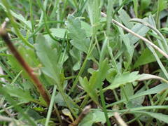 Lepidium graminifolium