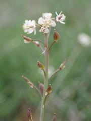 Lepidium graminifolium