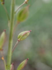 Lepidium graminifolium