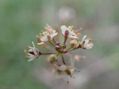 Lepidium graminifolium
