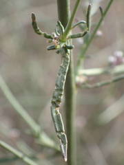 Lepidium graminifolium