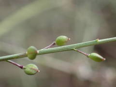 Lepidium graminifolium