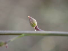 Lepidium graminifolium