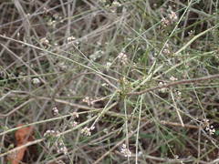 Lepidium graminifolium
