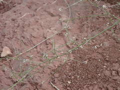 Lepidium graminifolium
